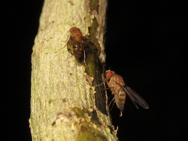 Drosophila montgomeryi Kaluaa 4673.jpg