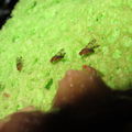 Drosophila montgomeryi Kaluaa 4865