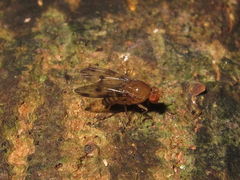 Drosophila montgomeryi Kaluaa 4872