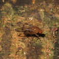 Drosophila montgomeryi Kaluaa 4872.jpg