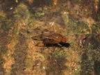 Drosophila montgomeryi Kaluaa 4872