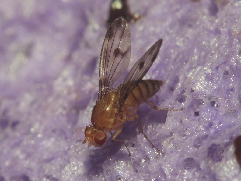 Drosophila montgomeryi Kaluaa 9627.jpg