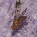 Drosophila montgomeryi Kaluaa 9627