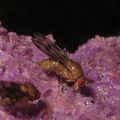 Drosophila montgomeryi Moho Gulch 5386.jpg