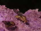 Drosophila montgomeryi Moho Gulch 5386