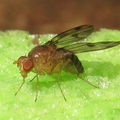 Drosophila montgomeryi Moho Gulch 5391.jpg