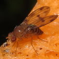 Drosophila montgomeryi Moho Gulch 5393.jpg