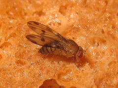 Drosophila montgomeryi North Kaluaa 4596