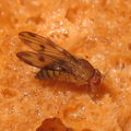 Drosophila montgomeryi North Kaluaa 4596