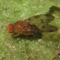 Drosophila montgomeryi North Kaluaa 4598