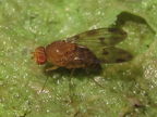 Drosophila montgomeryi North Kaluaa 4598