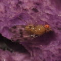 Drosophila montgomeryi North Kaluaa 4611.jpg