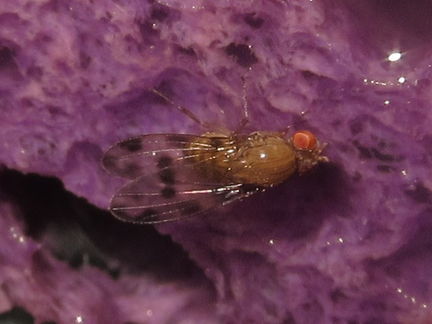 Drosophila montgomeryi North Kaluaa 4611