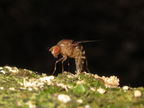 Drosophila montgomeryi Pualii 5322