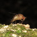 Drosophila montgomeryi Pualii 5324.jpg