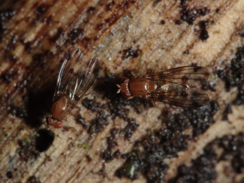 Drosophila montgomeryi Waianae 1137