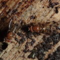 Drosophila montgomeryi Waianae 1137