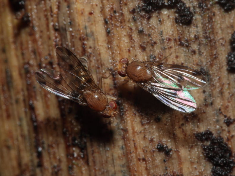 Drosophila montgomeryi Waianae 1138.jpg