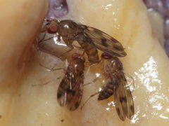 Drosophila montgomeryi Waianae 1145