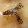 Drosophila montgomeryi Waianae 1146
