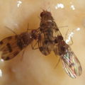 Drosophila montgomeryi Waianae 1147