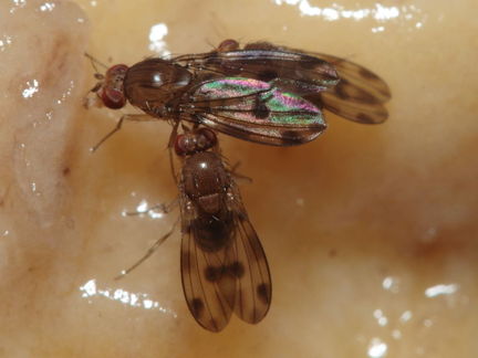 Drosophila montgomeryi Waianae 1148