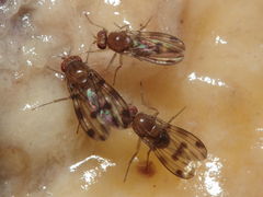 Drosophila montgomeryi Waianae 1149