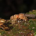 Drosophila montgomeryi Waianae 5522.jpg