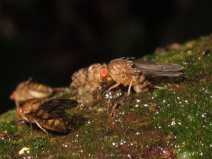 Drosophila montgomeryi Waianae 5522