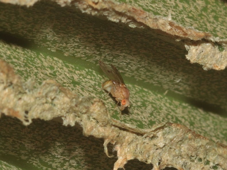 Drosophila mulli Saddle 0948.jpg