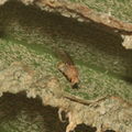 Drosophila mulli Saddle 0948.jpg