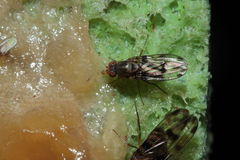 Drosophila murphyi Kilohana 3030