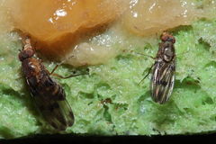 Drosophila murphyi Kilohana 3032