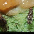 Drosophila murphyi Kilohana 3032.jpg