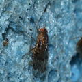Drosophila murphyi Kukuiopae 0860