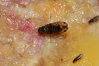 Drosophila murphyi Lau 0509
