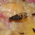 Drosophila murphyi Lau 0510.jpg