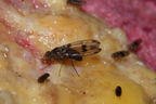 Drosophila murphyi Lau 0511