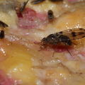 Drosophila murphyi Lau 0514