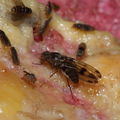 Drosophila murphyi Lau 0515