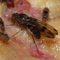 Drosophila murphyi Lau 0516a
