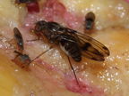 Drosophila murphyi Lau 0516a