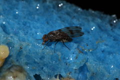 Drosophila murphyi Lau 0519