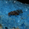 Drosophila murphyi Lau 0519