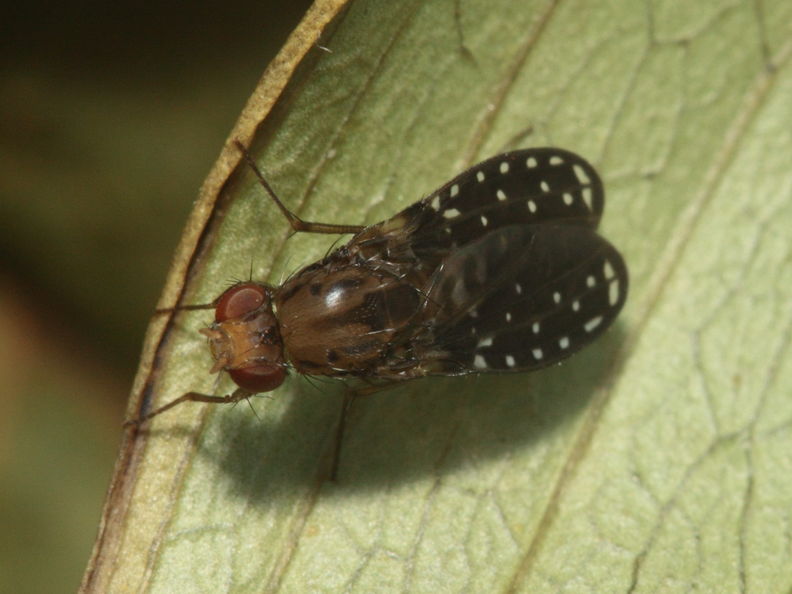 Drosophila neogrimshawi Kaala 9860