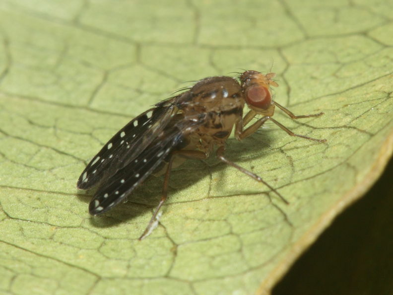 Drosophila neogrimshawi Kaala 9864.jpg