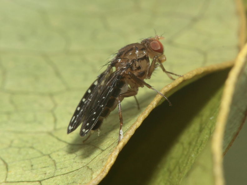 Drosophila neogrimshawi Kaala 9866