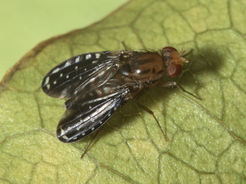 Drosophila neogrimshawi Kaala 9878.jpg