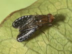 Drosophila neogrimshawi Kaala 9878