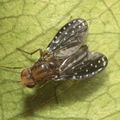 Drosophila neogrimshawi Kaala 9882